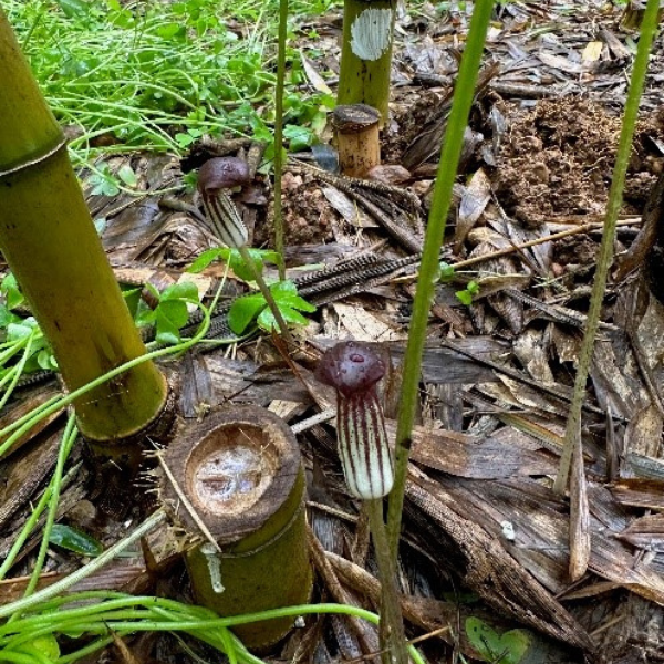 Artenvielfalt in einem Bambusfeld